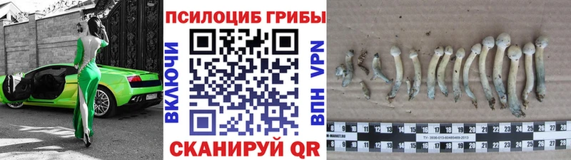 Псилоцибиновые грибы прущие грибы  купить закладку  Сольвычегодск 